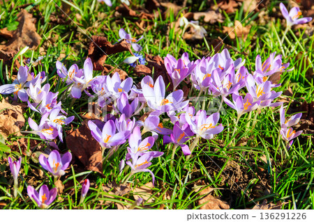 Purple crocus flowers on the lawn at spring 136291226