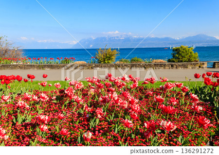 Beautiful colourful spring tulips on the background of Alps Mountains and Lake Geneva in Morges, Switzerland 136291272