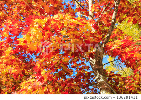 Image of clear skies and autumn leaves Image of clear skies and autumn leaves 136291411