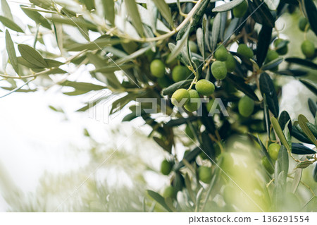Green olives grow on the branches of olive trees in a sunny location during summer time 136291554