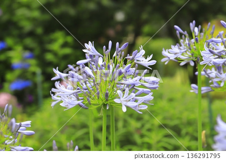 Purple Clivia or Agapanthus in full bloom Purple Clivia or Agapanthus in full bloom 136291795