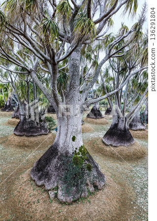 Toc Reilan 136291804