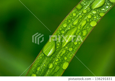 Beautiful morning view indonesia Panorama Landscape paddy fields Beautiful morning view indonesia Panorama Landscape paddy fields 136291831