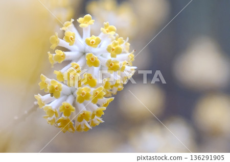 A spring scene with the yellow flowers of Mitsumata blooming. The flowers appear to float in the soft light. A spring scene with the yellow flowers of Mitsumata blooming. The flowers appear to float in the soft light. 136291905