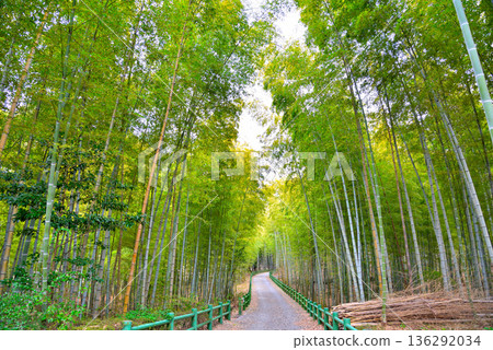 Bamboo forest at Nagoya City Agricultural Center, Aichi Prefecture 136292034