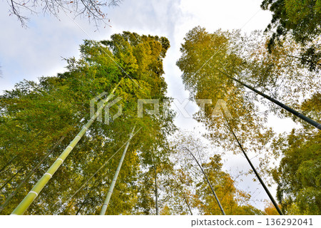 Bamboo forest at Nagoya City Agricultural Center, Aichi Prefecture Bamboo forest at Nagoya City Agricultural Center, Aichi Prefecture 136292041