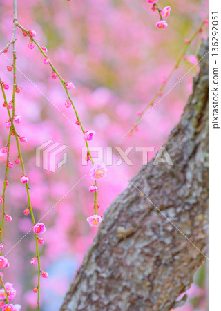 愛知縣名古屋市農業中心的垂枝梅樹 136292051