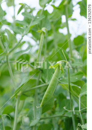 Pea image 136292076