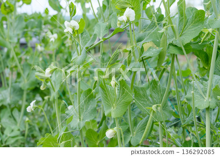 Pea image Pea image 136292085