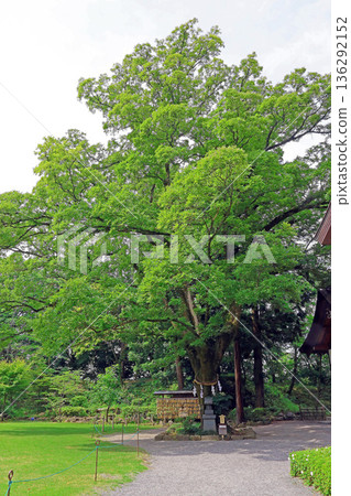 Takeda Shrine (Kofu) Takeda Shrine (Kofu) 136292152