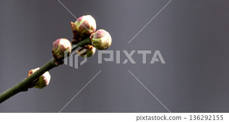 Image of plum buds that are about to bloom Image of plum buds that are about to bloom 136292155