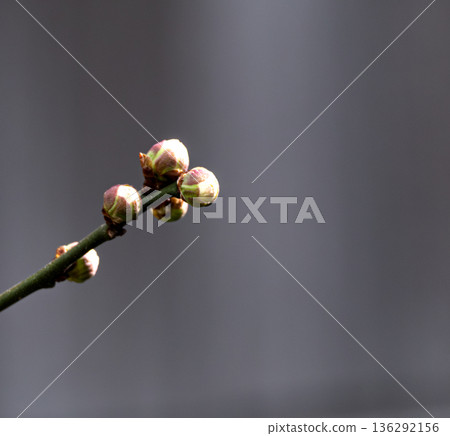 Image of plum buds that are about to bloom Image of plum buds that are about to bloom 136292156