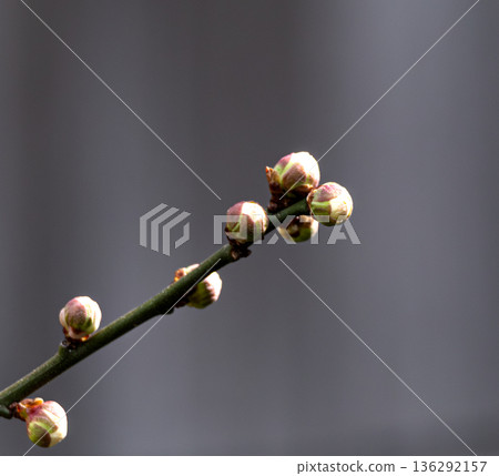 即將綻放的梅花花苞圖片 即將綻放的梅花花苞圖片 136292157