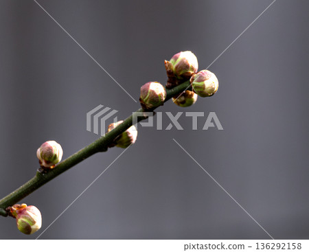 即將綻放的梅花花苞圖片 即將綻放的梅花花苞圖片 136292158