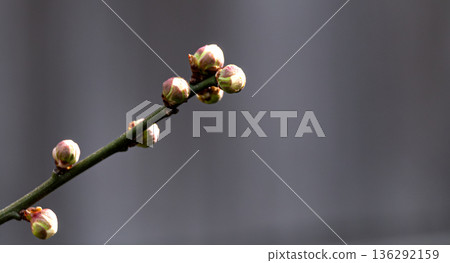 即將綻放的梅花花苞圖片 136292159