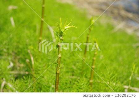 Green Japanese knotweed Green Japanese knotweed 136292176