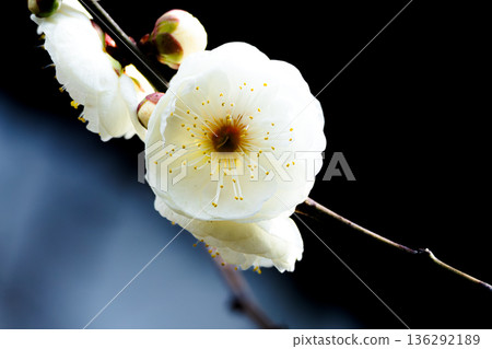 Beautiful white plum blossoms Beautiful white plum blossoms 136292189