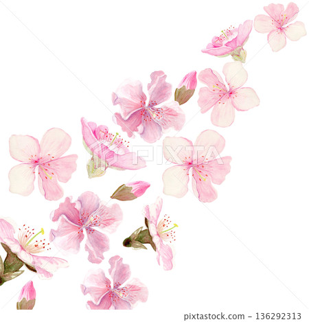 Watercolor cherry blossom flowers arranged in diagonal floral frame on white background with clear copy space, suitable for invitations, greeting cards, stationery, posters and spring design projects Watercolor cherry blossom flowers arranged in diagonal floral frame on white background with clear copy space, suitable for invitations, greeting cards, stationery, posters and spring design projects 136292313