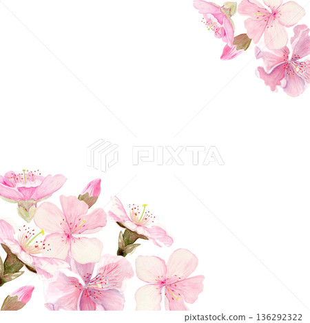 Watercolor cherry blossom corner frame, soft pink sakura flowers placed in opposite corners on white background. Elegant botanical composition, wide copy space for cards, invitation, spring stationery Watercolor cherry blossom corner frame, soft pink sakura flowers placed in opposite corners on white background. Elegant botanical composition, wide copy space for cards, invitation, spring stationery 136292322