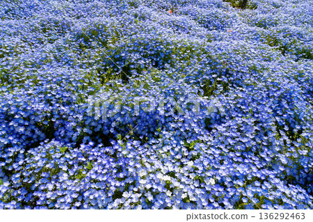 茨城縣日立中市日立海濱公園三晴山上的粉蝶花 茨城縣日立中市日立海濱公園三晴山上的粉蝶花 136292463