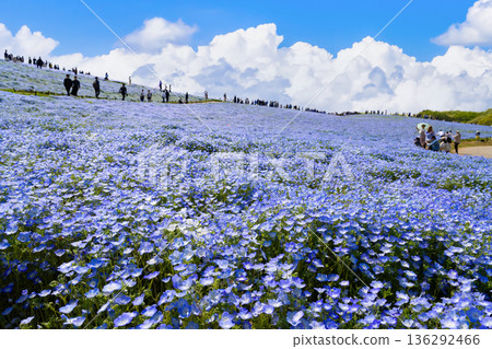 茨城縣日立中市日立海濱公園三晴山上的粉蝶花 茨城縣日立中市日立海濱公園三晴山上的粉蝶花 136292466