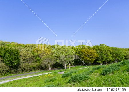 茨城縣日立中市日立海濱公園 - 清新綠意 茨城縣日立中市日立海濱公園 - 清新綠意 136292469