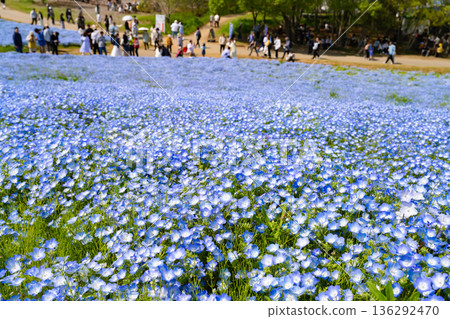 茨城縣日立中市日立海濱公園三晴山上的粉蝶花 136292470