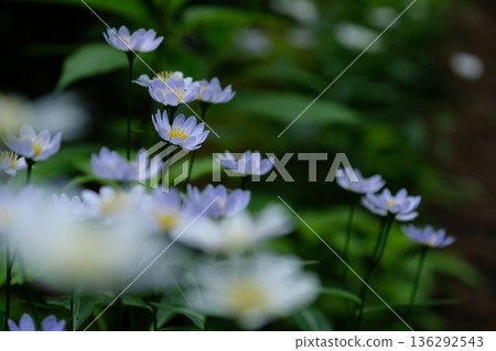 淡紫色的宮古川花，一種在柔光下盛開的春季野花。 136292543
