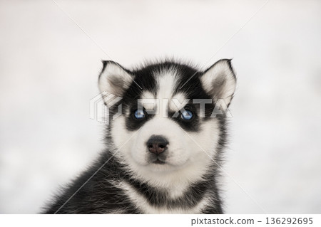 A focused portrait of a Husky puppy showing a calm and serious facial expression. Its signature blue eyes stand out against the black and white facial mask. A focused portrait of a Husky puppy showing a calm and serious facial expression. Its signature blue eyes stand out against the black and white facial mask. 136292695