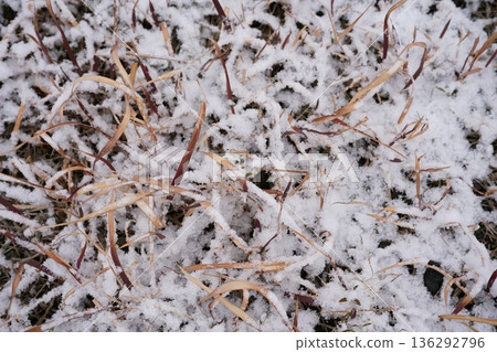 Weeds slightly covered in snow 136292796