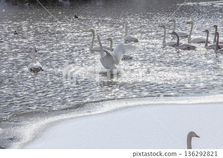 Swan 136292821