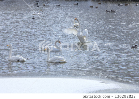 Swan 136292822
