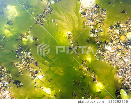Ulva (Ulva pertusa) growing on the coast Ulva (Ulva pertusa) growing on the coast 136292836