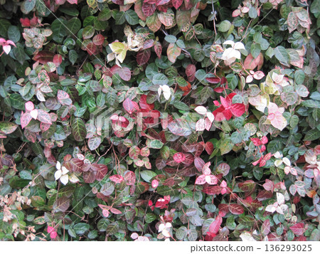 Red, white and green snow vine Red, white and green snow vine 136293025