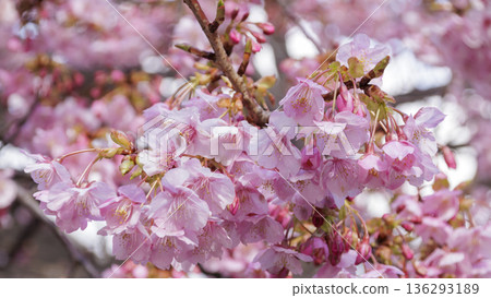 三浦海岸河津櫻花節 三浦海岸河津櫻花節 136293189