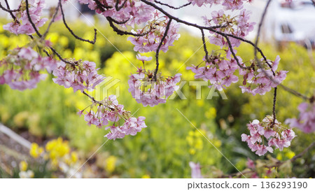 三浦海岸河津櫻花節 136293190