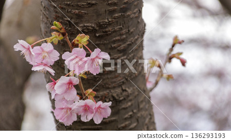 Kawazu Cherry Blossom Festival on Miura Coast 136293193
