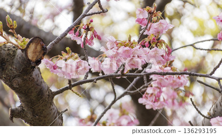 三浦海岸河津櫻花節 136293195