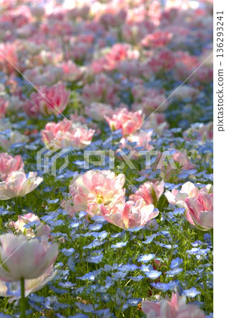 鬱金香和nemophila盛開 鬱金香和nemophila盛開 136293241