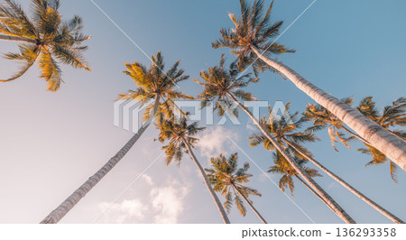 Beautiful tropical palm leaves soft pastel sunset sky calm ocean view miami relax summer beach tropical island aesthetic background Beautiful tropical palm leaves soft pastel sunset sky calm ocean view miami relax summer beach tropical island aesthetic background 136293358