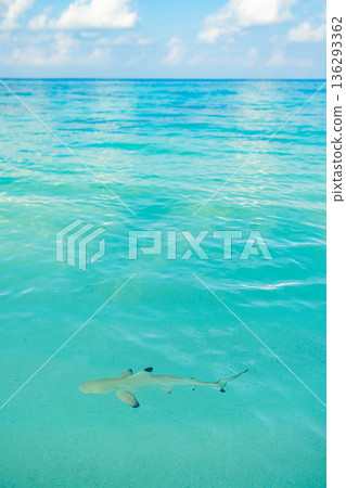 Calm ocean lagoon bay reef shark swimming tropical marine life underwater nature summer vacation background wallpaper 136293362