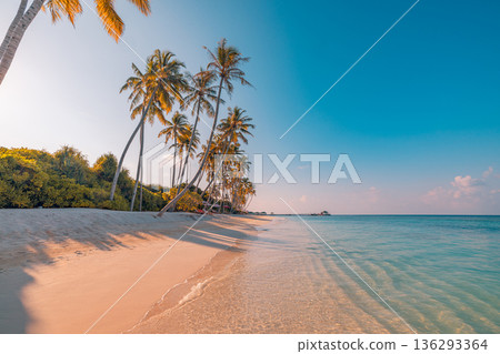 Sunset tropical beach serene palm trees gorgeous ocean view summer vacation landscape luxury travel background banner wallpaper 136293364
