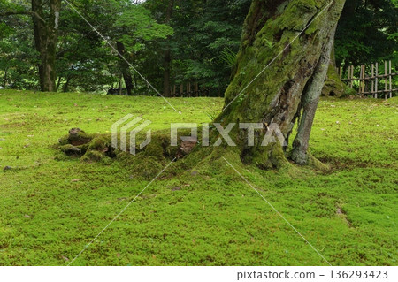 The root of a mossy tree 136293423