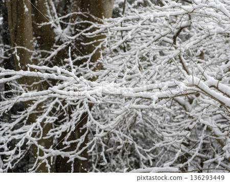 說謊在樹枝的雪 136293449