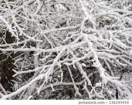 說謊在樹枝的雪 說謊在樹枝的雪 136293450