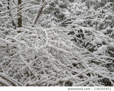 Snow lying on tree branches 136293451