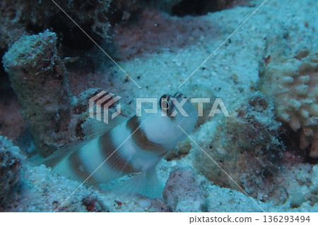 水下照片，一隻蝦虎魚藏身於珊瑚縫隙中。 136293494