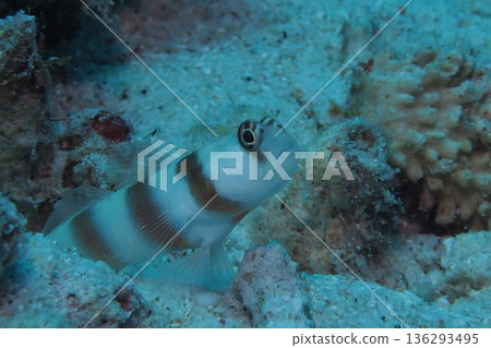 水下照片,一隻蝦虎魚藏身於珊瑚縫隙中。 水下照片,一隻蝦虎魚藏身於珊瑚縫隙中。 136293495