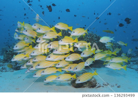 Underwater photo of coral, blue sea and a school of striped snapper 136293499