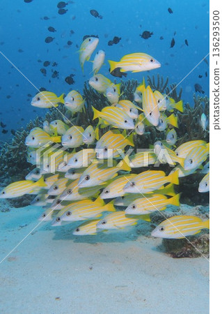 Underwater photo of coral, blue sea and a school of striped snapper 136293500